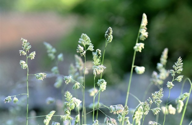 Medienmitteilung: Die Hochsaison der Pollen startet – mit den Gräsern